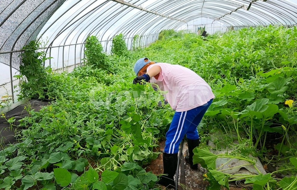 농부,농사,농작물,농산물,채소,야채,뒷모습,일하는모습,귀농,자연,텃밭,밭일,사람,인물,인간,human,person,여성,여자,woman,female,lady,산업,industry,industrial,농업,농사,agriculture,farming,farming industry