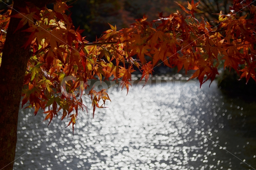 가을,낙엽,느낌,보케,저수지,감성,가을,계절,fall,autumn,season,식물,자연,plants,nature,leaf,잎,plant,tree,나무