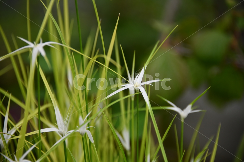 꽃,자연,식물,야생화,nature,flower,감성,feeling,배경,백그라운드