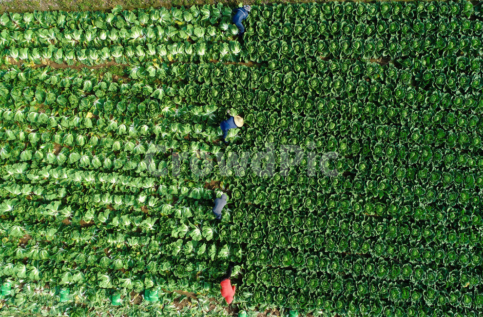 가을,배추,수확,harvest,들판,농부,농사,김장,드론사진,color,colorful,사람들,대중,군중,other people,crowd,산업,industry,industrial,농업,농사,agriculture,farming,farming industry