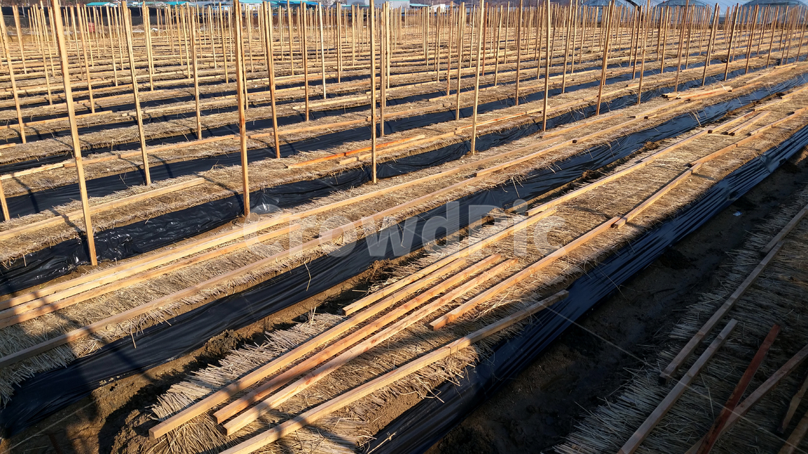 인삼밭,지주목,꺼치,농사,인삼재배,ginseng,woodpillar,farmwork,ricestrawthatch,산업,industry,industrial,농업,농사,agriculture,farming,farming industry