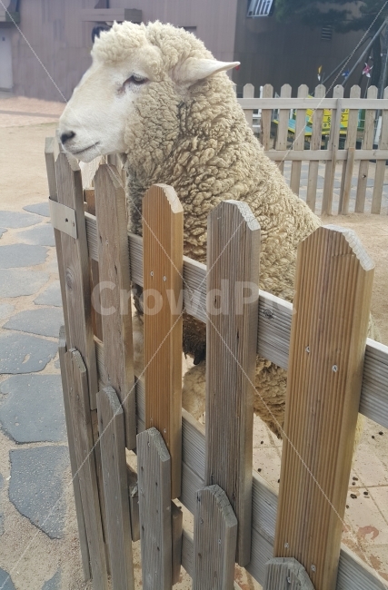 양,동물,동물원,zoo,animal,sheep,park,소풍,나들이,공원,walking,resting,동물,animal,포유류,mammal