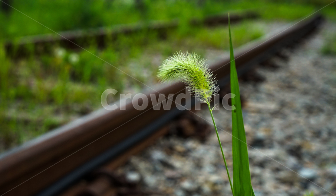 철로,철길,강아지꽃,강아지풀,식물,기찻길,식물,자연,plants,nature,교통,교통수단,traffic,transportation