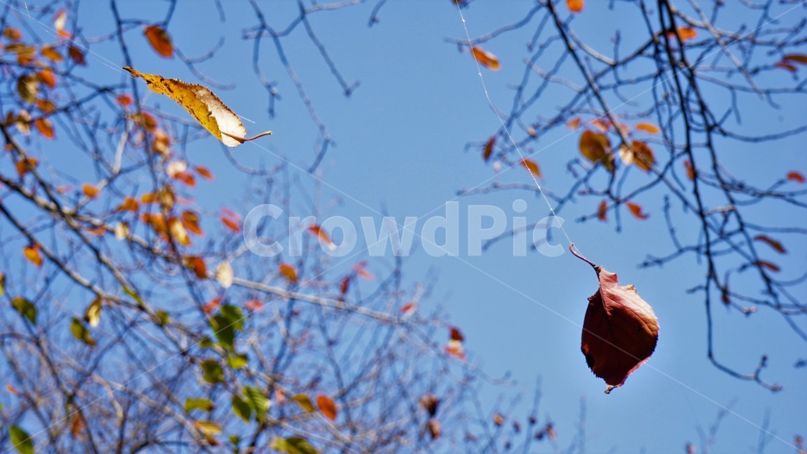 낙엽,거미줄,가을,하늘,파란하늘,잎,자연,nature,fall,autumn,sky,bluesky,wood,solitary,가을,계절,fall,autumn,season,plant,식물,leaf