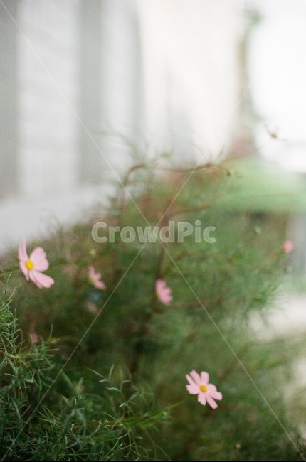 가을,코스모스,꽃,늦여름,아웃포커스,plant,식물,필름사진,식물,자연,plants,nature,꽃,flower