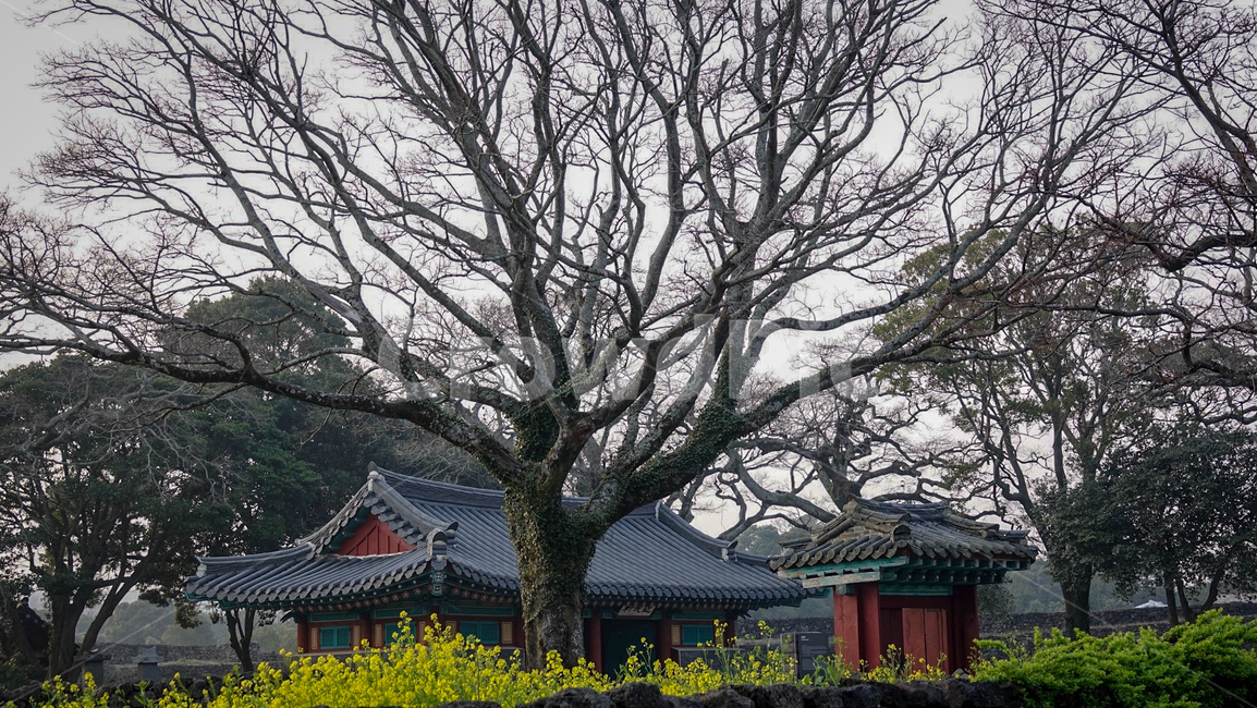 한옥,민속마을,고목나무,전통적인,한국적인,진달래꽃,자연,풍경,한국전통,한국문화,korean traditional,korean culture,건축물,건물외관,exterior,building,structure,architecture,construction