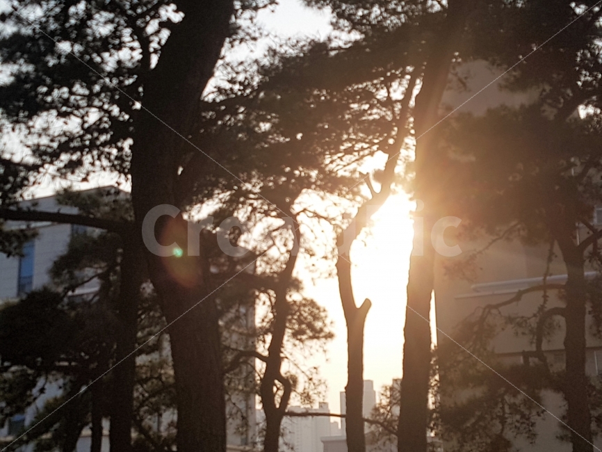 소나무,햇빛,오후,따뜻함,노출,하늘,자연,풍경,일상,휴식,힐링,rest,relaxation,healing