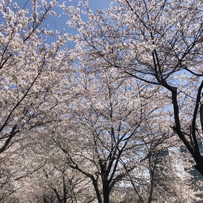 꽃,벚꽃,벚꽃나무,벚꽃축제,벚꽃놀이