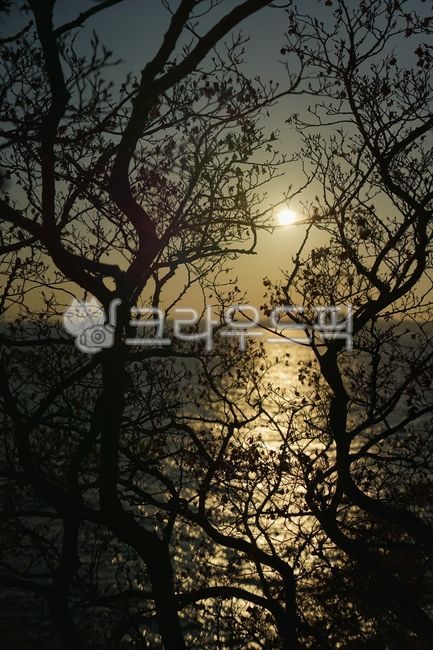 sunlight,햇빛,light,빛,nature,자연,outdoors,옥외,sky,하늘,sunset,일몰,tree,나무,silhouette,실루엣,flare,플레어
