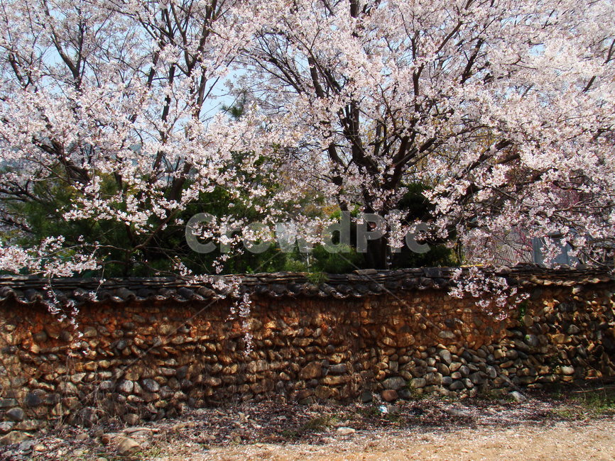 blossom,flower,plant,꽃,식물
