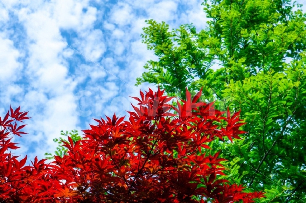 대전,봄나들이,봄사진,풍경사진,하늘,나무,나들이,산책,산책사진,식물,자연,plants,nature,풍경,landscape,plant,leaf,잎,tree