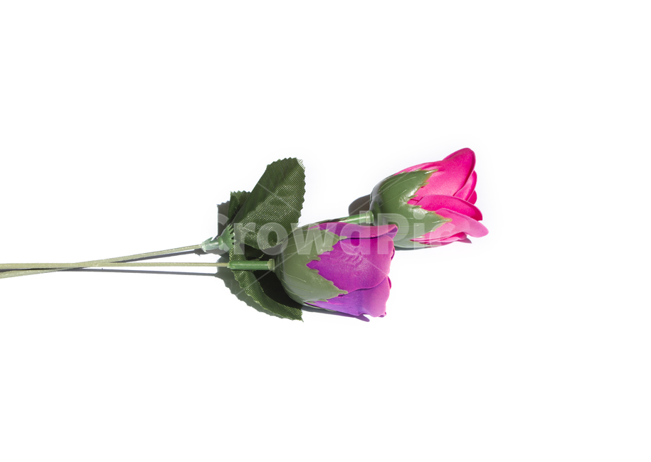 장미,로즈,꽃,플라워,조화,비누,비누꽃,줄기,흰배경,클로즈업,사물,자연,식물,퍼플,보라색,탑,탑뷰,잎,잎사귀,나뭇잎,이파리,탑앵글,핑크,분홍,자주색,꽃,flower,누끼,remove background
