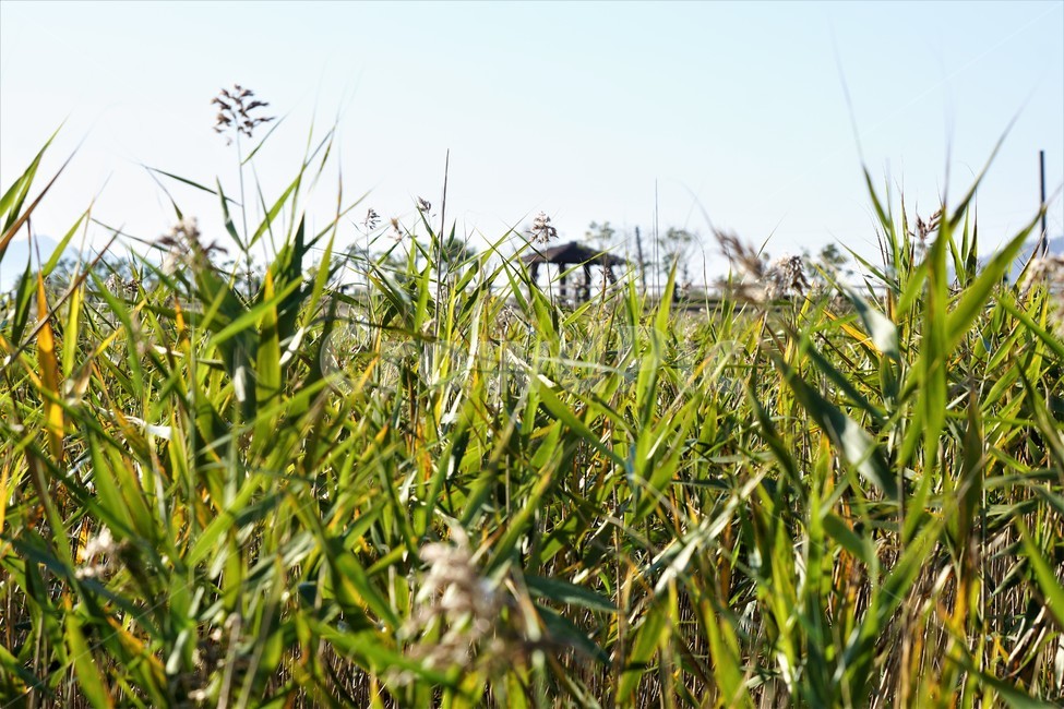 가을,갈대,자연,식물,하늘,감성,풍경,nature,fall,autumn,sky,정자,자연,풍경,nature,landscape,grass,잔디,plant,vegetation,초목,potted plant,화분,jar,항아리,pottery,도기류,field,들