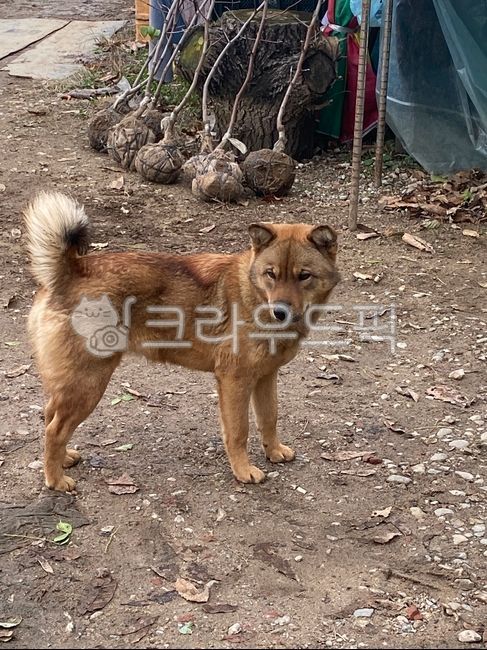 countryside,country dog,Jindo dog,animal,soil,dog,mammalia
