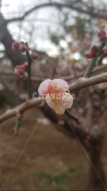 꽃,나무,pink,자연,식물