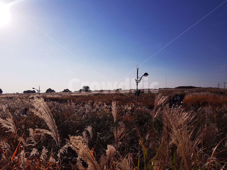 갈대,억새,햇빛,하늘,sun,가을,계절,fall,autumn,season,자연,풍경,nature,landscape,grass,잔디,plant,식물