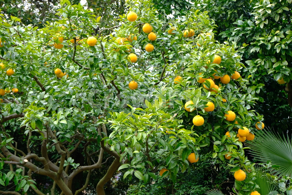 귤나무,제주도,귤,식물,과일,열매,plant,fruit,citrusfruit,감귤류과일