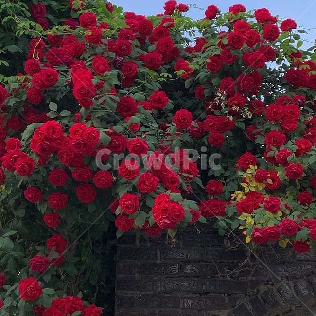flower,꽃,plant,식물,장미,rose