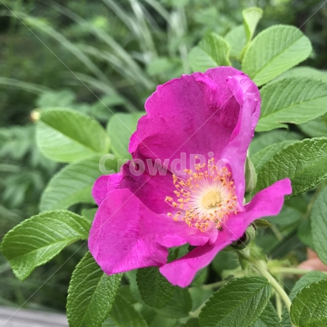 해당화,필두화,해당과,해당나무,JapaneseRose,TurkestanRose,장미과,분홍꽃,낙엽활엽관목,식용,나물,약재,나무,꽃,Tree,Flower,식물,식물,자연,plants,nature,꽃,flower