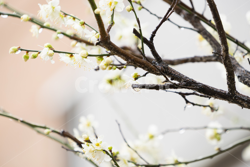 봄,꽃,봄꽃,매화,자연,감성,따스함,봄,계절,spring,season,식물,자연,plants,nature,꽃,flower,plant,blossom