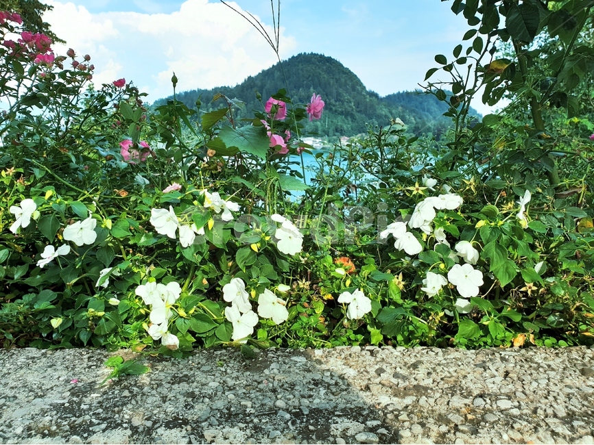 꽃,식물,flower,블레드섬,bled,블레드호수,island,자연,경치,풍경,nature,landscape,beldcastle,자연,풍경,nature,landscape,plant
