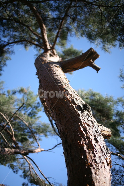 나무,낙엽,풍경,숲,산,북한산,mountain,tree,forest