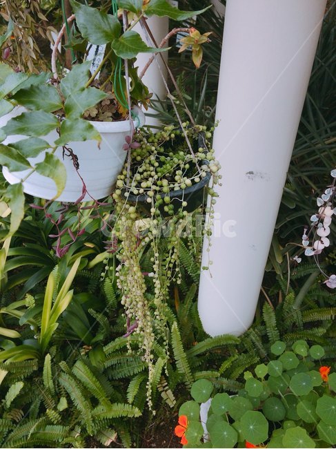 식물,초록,자연물,green,plants,실내용화초,화분,화초,house plant