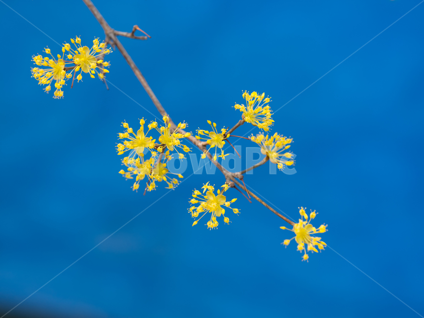 plant,식물,산수유,산수유꽃,노랑색,3월,꽃,식물,자연,plants,nature,꽃,flower