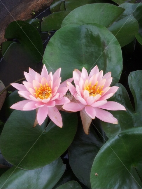 연꽃,꽃,분홍색연꽃,분홍색,핑크,식물,식물,자연,plants,nature,꽃,flower