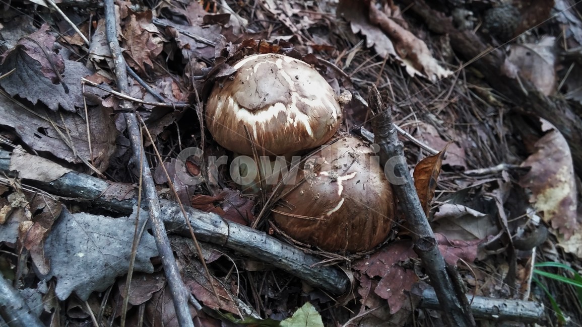 송이,균류,송이버섯과,송심,송화심,야생버섯,식용버섯,버섯,mushroom