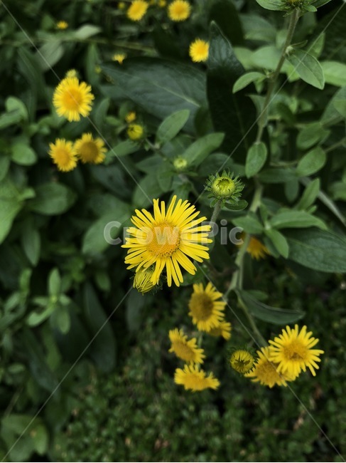 꽃,식물,자연,노랑,초록,flower,hana,plants,shokubutsu,nature,yellow,kiiro,green,midori,식물,자연,plants,nature,꽃,flower