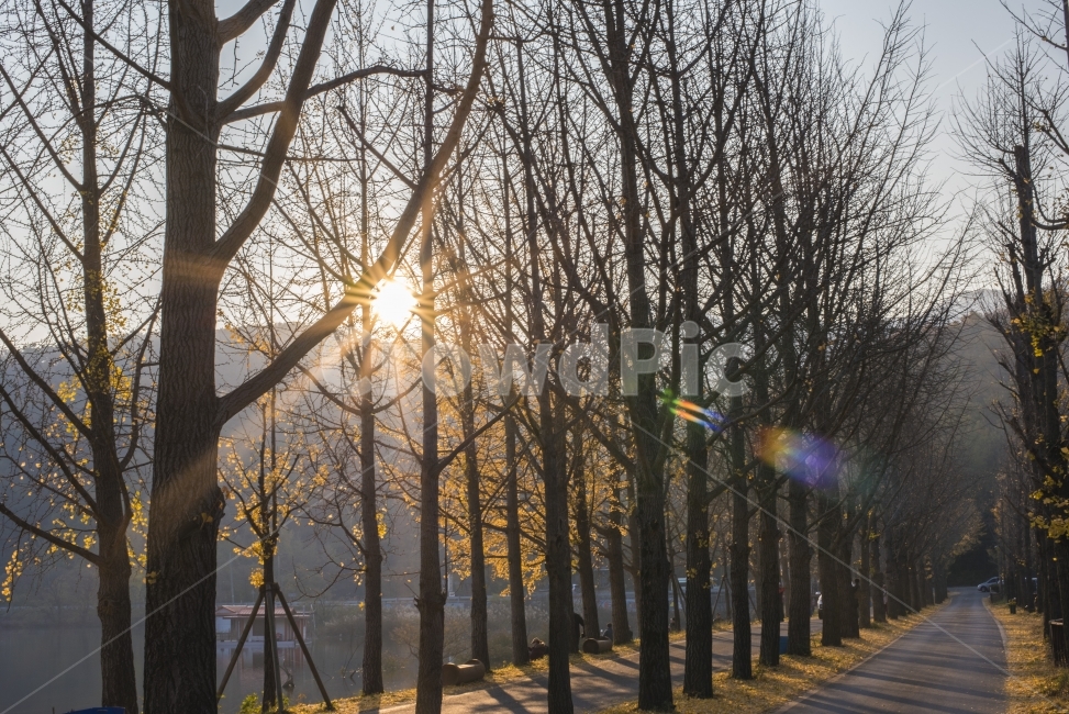 일출,하늘,해,나무,풍경,은행나무,낙엽,가을,저수지,자연,길,감성,가을,계절,fall,autumn,season,자연,풍경,nature,landscape,한국자연풍경,한국자연경관,korea nature landscape,식물,plants,나무,trees,wood,휴식,힐링,rest,relaxation,healing,light,빛,flare,플레어