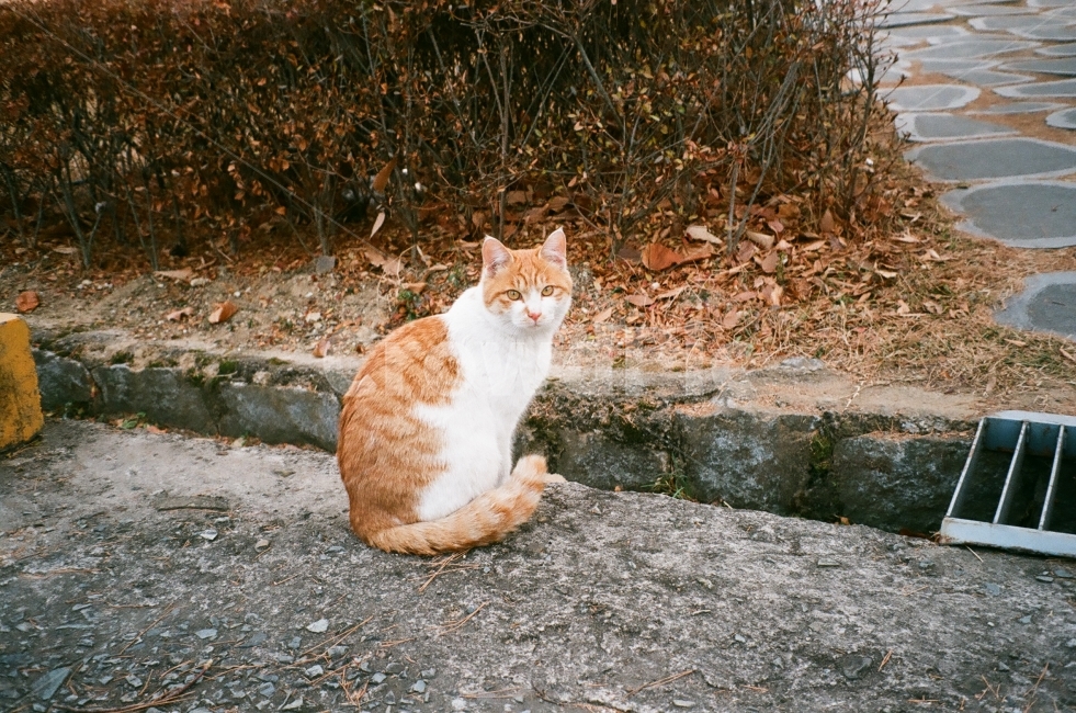 고양이,동물,반려동물,가을,야외,동물,animal,포유류,mammal,고양이,cat,kitten,kitty