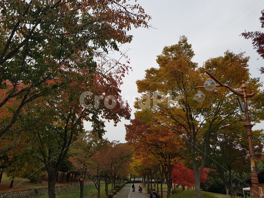 성남,율동공원,가을,풍경,단풍,가을,계절,fall,autumn,season,식물,자연,plants,nature,나무,trees,wood