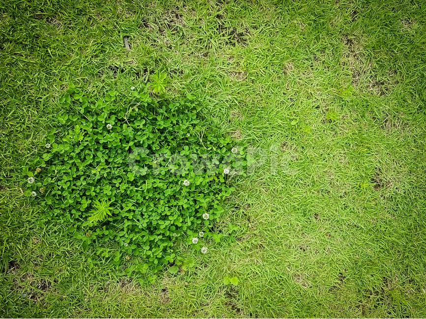 토끼풀,행복,행운,초록,잔디밭,자연,잔디,grass,식물,plant,nature,natural,clover,clovers,goodluck,happiness,greens,green,summer,spring,식물,자연,plants,nature