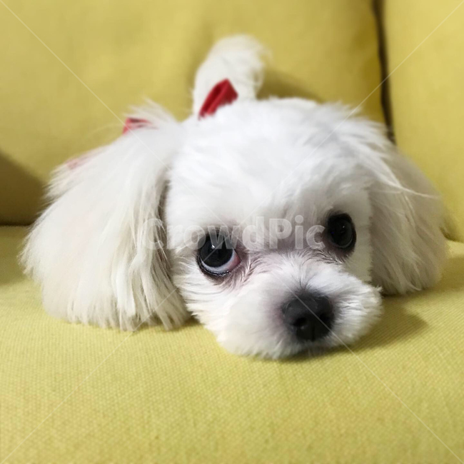 dog,pet,animal,동물,말티즈,귀여운,포유류,반려견,사랑스러운,표정,동물,animal,포유류,mammal,개,강아지,dog,doggy