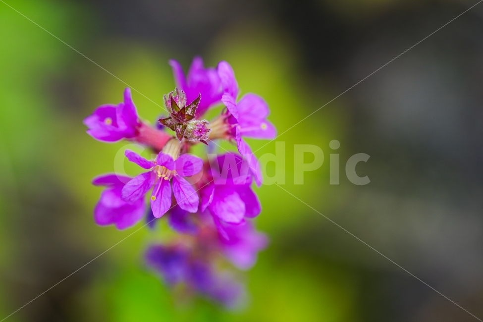 꽃,접사,접사사진,자연,플라워,아름다움,식물,미,컬러,화사함,식물,자연,plants,nature,꽃,flower