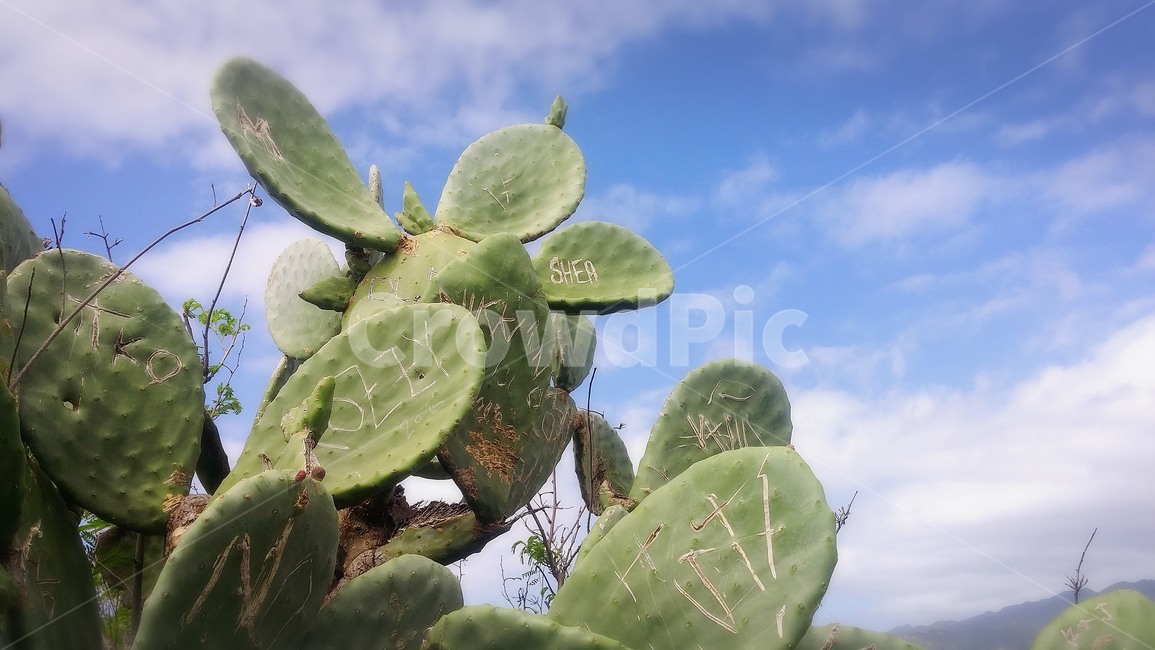 선인장,자연,cactus,plant,식물,sky,하늘,분위기,hawaii,하와이,외국,해외