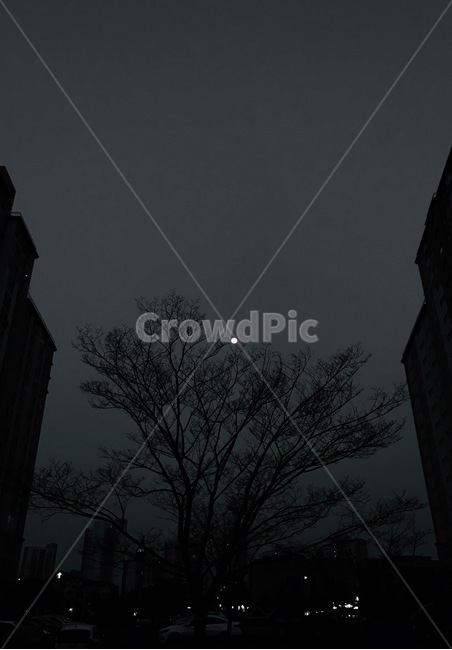 달,저녁하늘,저녁,아파트,나무,달나무,moon,tree,야경,밤,풍경,nightscape,night,landscape,도시,city
