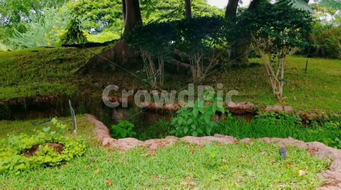 vegetation,초목,plant,rainforest,열대우림,tree,land,땅,jungle,밀림,water,물,outdoors,옥외,나무,돌,식물,자연,nature