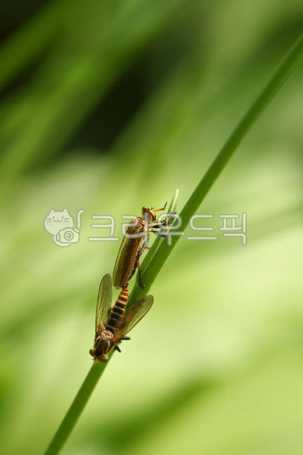 forest,green,blank space,out of focus,summer,mating,outdoor,copulation,ecology,background,grass,copy space,plant,insect,animal,Insect,background blur,meadow