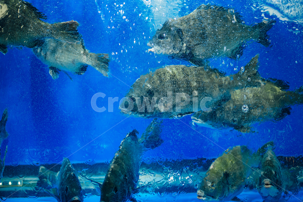 물,aquatic,물의,water,물고기,수족관,fish,파랑,blue,food,음식,해산물,seafood,신선한,fresh,어류,회,횟감