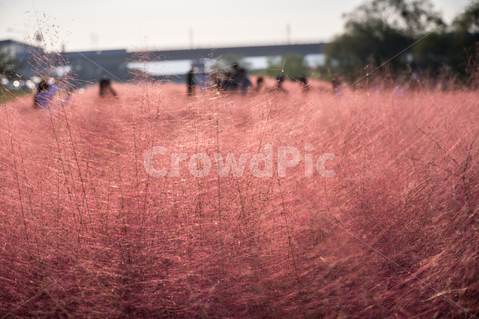 핑크뮬리,뮬리,가을,pinkmuhly,자연,공원,핑크,pink,식물,plant,가을,계절,fall,autumn,season,grass,잔디,field,들