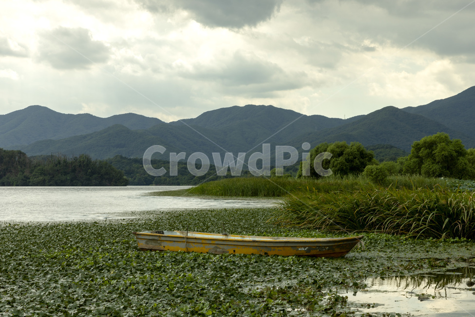 natural scenery,Dumulmeori,water plant,Yangpyeong,Dotdanbae