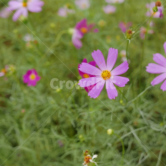 식물,flower,꽃,blossom,plant,코스모스,가을