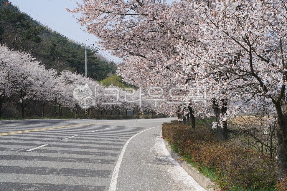 봄,도로,벚꽃도로,금산면,김제시,금산사,벚나무,beojkkoch,plant,식물,asphalt,아스팔트,blossom,벚꽃,cherryblossom,꽃,flower
