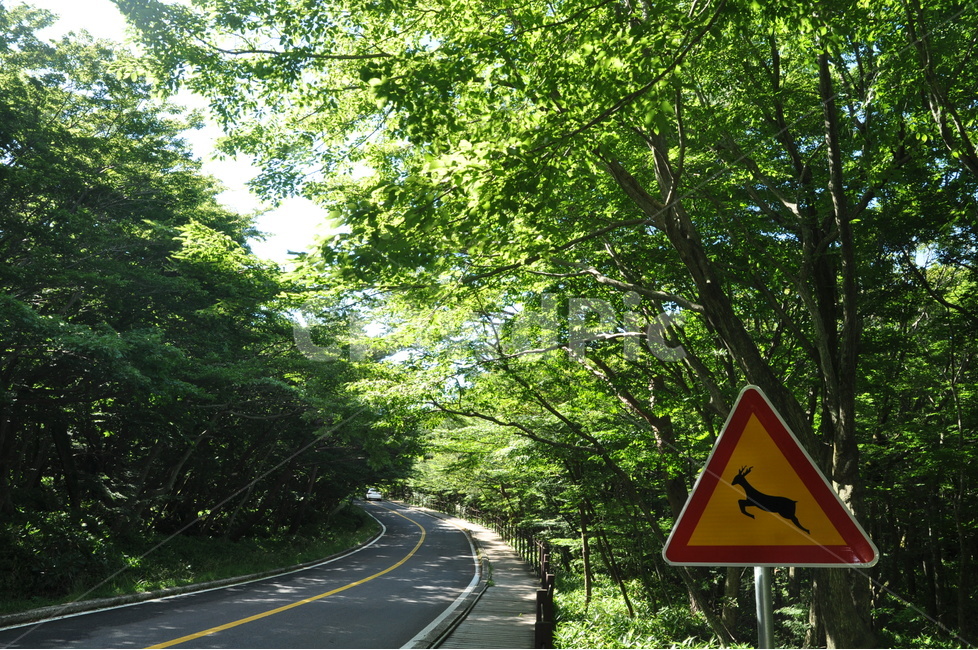 여름,시원,여름풍경,풍경,쿨,cool,landscape,summer,제주,제주도,자연,나무,도로,나무사이,tree,road,길,뭉게구름,시원함,경고판,노루주의,forest,green,초록빛,초록,표지판,warning,숲,한라산,주의,경고,영실입구,교통,교통수단,traffic,transportation