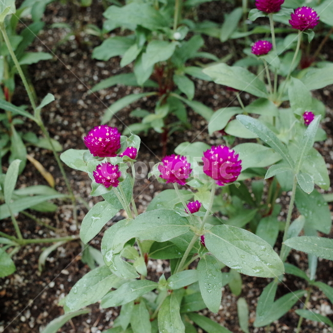 꽃,꽃밭,자연,식물,향기,감성,계절,봄,한국꽃,색채,색감,flower,flowers,plants,nature,beautiful,spring,식물,자연,plants,nature,꽃,flower