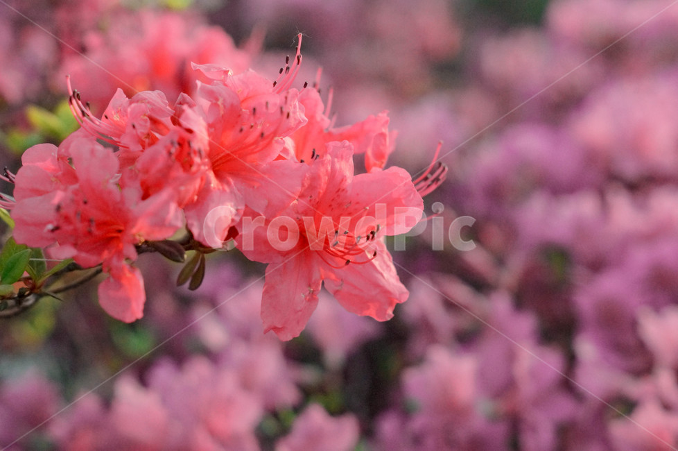 plant,식물,flower,꽃,geranium,제라늄,blossom,진달래,옥외,outdoors