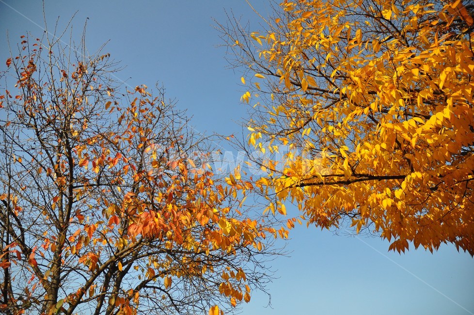 자연,배경,가을,단풍,나무,단풍잎,은행잎,하늘,색감,가을,계절,fall,autumn,season,tree,plant,식물,leaf,잎